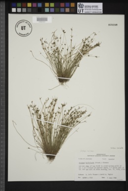 Isolepis koilolepis image