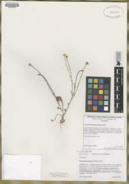 Image of Pseudobahia bahiifolia