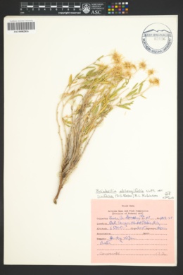 Brickellia linifolia var. linifolia image