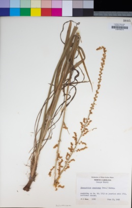 Image of Stenanthium gramineum