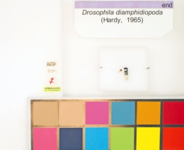 Drosophila diamphidiopoda image