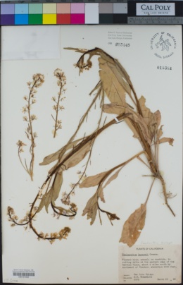 Thelypodium lemmonii image