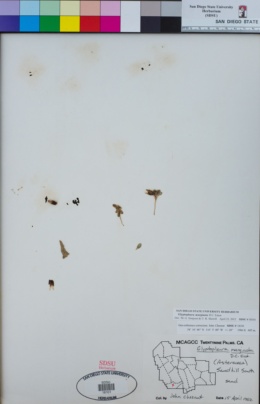 Glyptopleura marginata image