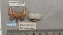 Malacosoma californicum image