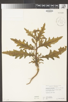 Mentzelia micrantha image