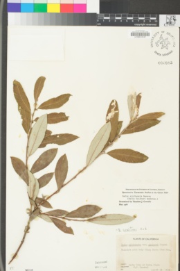 Salix sitchensis image