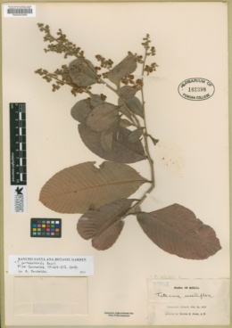 Image of Tetracera portobellensis