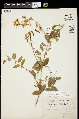 Lathyrus alefeldii image