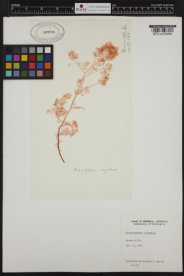 Platysiphonia victoriae image