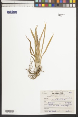 Iris hookeriana image