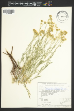 Hymenopappus filifolius var. pauciflorus image