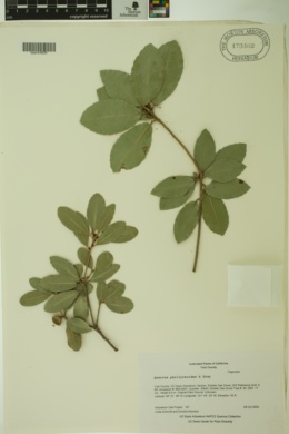 Quercus phillyraeoides image