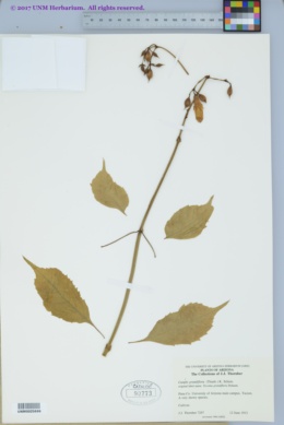 Campsis grandiflora image