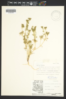 Ammoselinum giganteum image