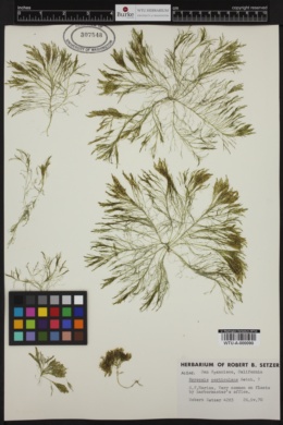 Bryopsis corticulans image