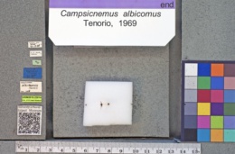 Image of Campsicnemus albicomus