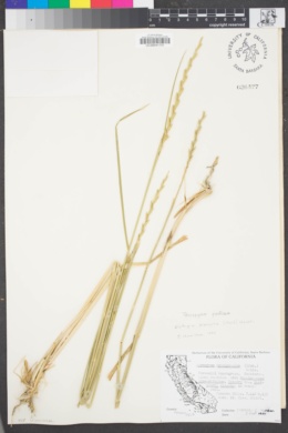 Elymus ponticus image