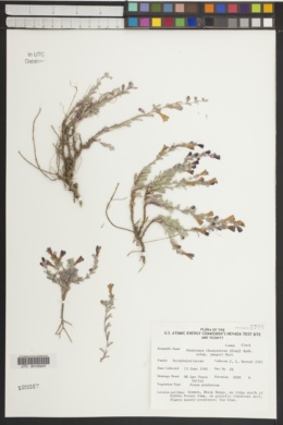 Penstemon thompsoniae var. jaegeri image