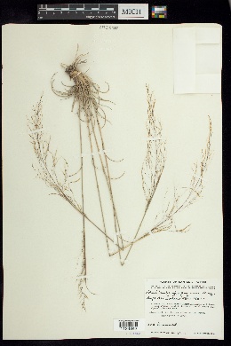 Muhlenbergia purpusii image