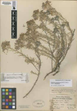 Gilia densifolia image