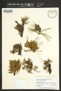 Arceuthobium apachecum image