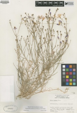 Bryantiella palmeri image