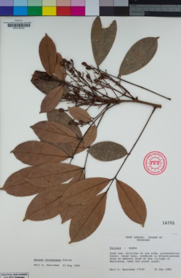 Image of Rourea frutescens