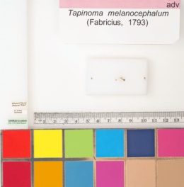 Tapinoma melanocephalum image