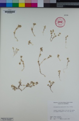 Image of Eriophyllum multicaule