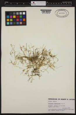 Caulerpa vanbosseae image