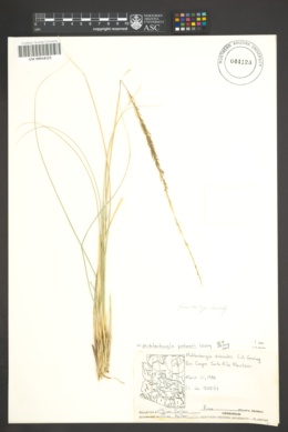 Muhlenbergia palmeri image