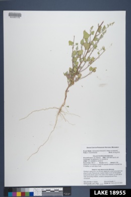Chenopodium fremontii var. fremontii image