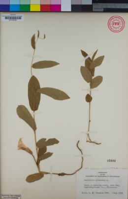 Image of Calystegia spithamaea
