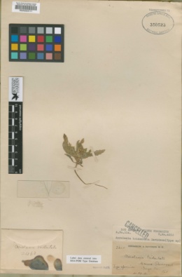 Image of Acrolasia tridentata