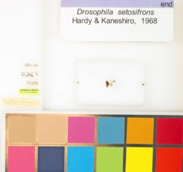 Drosophila setosifrons image