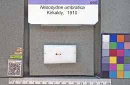 Image of Nesosydne umbratica