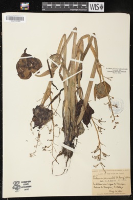 Image of Eichhornia paniculata