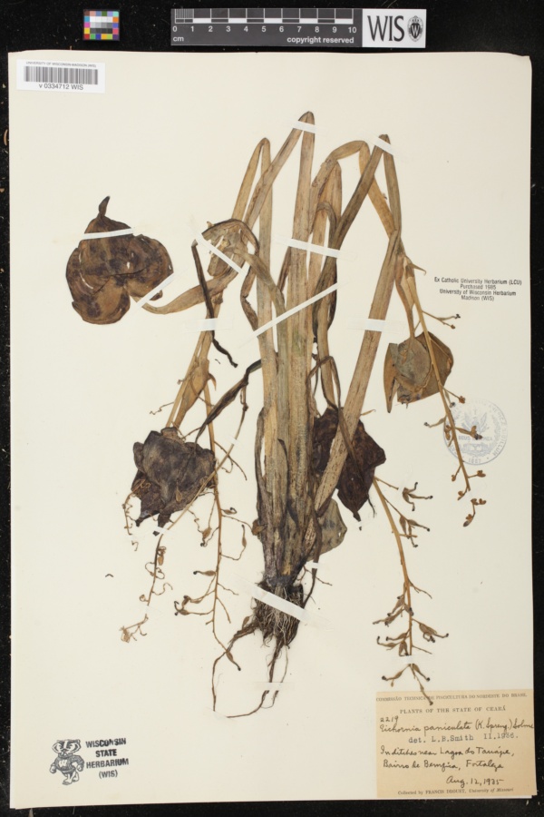 Eichhornia paniculata image