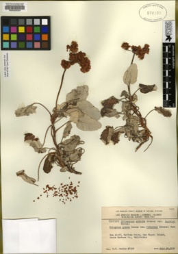 Eriogonum grande var. dunklei image