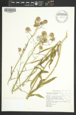 Thelypodium integrifolium subsp. complanatum image