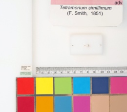 Tetramorium simillimum image