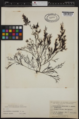 Polysiphonia caulescens image