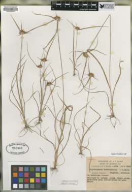 Image of Rhynchospora heterochaeta