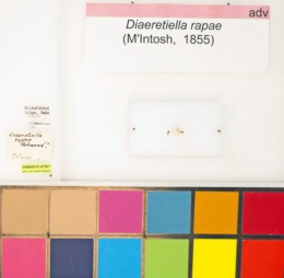 Diaeretiella rapae image