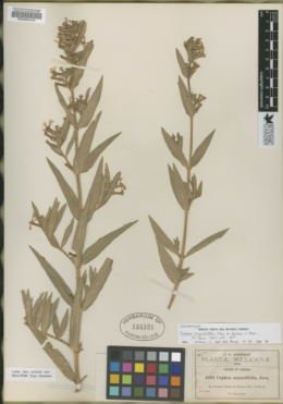 Image of Cuphea angustifolia