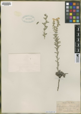 Lithospermum cobrense image