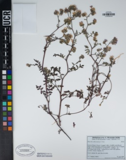 Phacelia vallis-mortae image