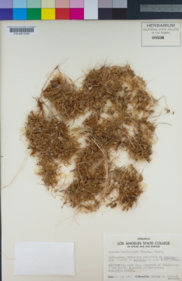 Cuscuta brachycalyx image
