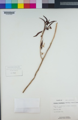 Image of Ditaxis brandegeei