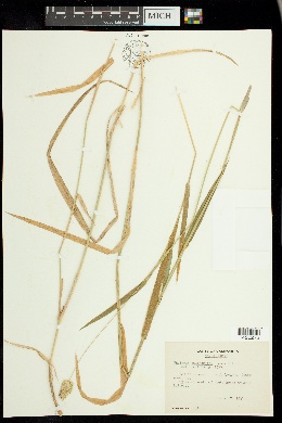 Phalaris californica image